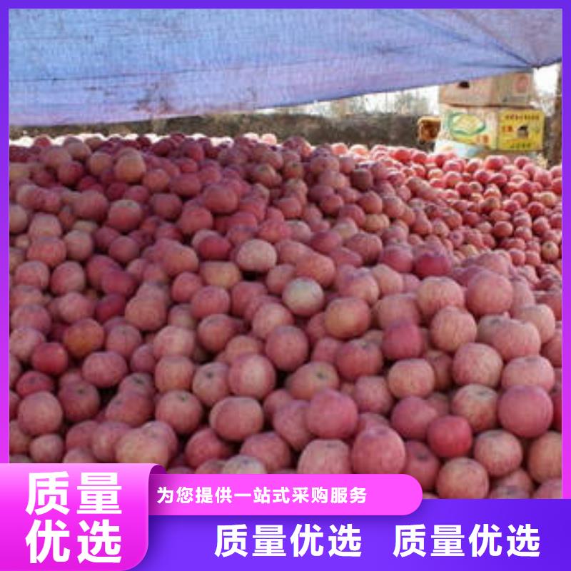 【红富士苹果嘎啦苹果经验丰富质量放心】