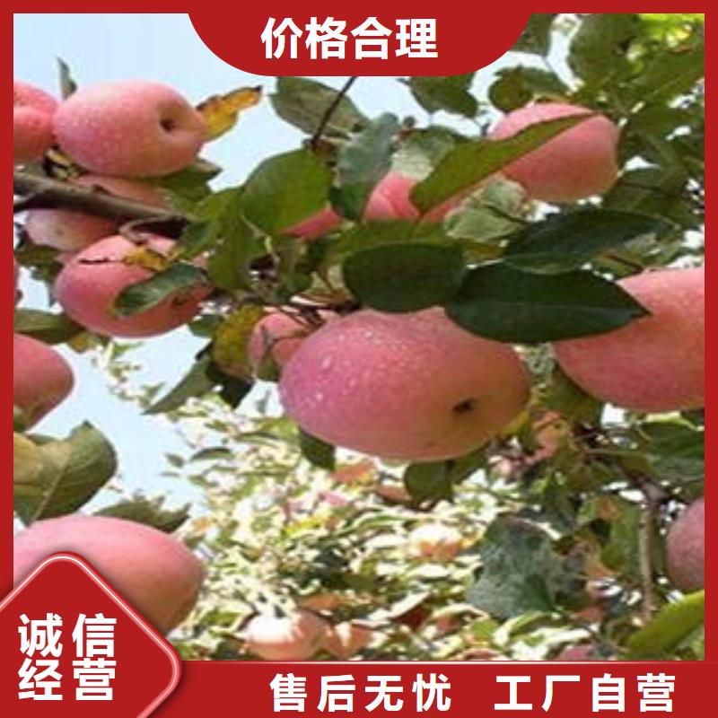 红富士苹果24小时下单发货