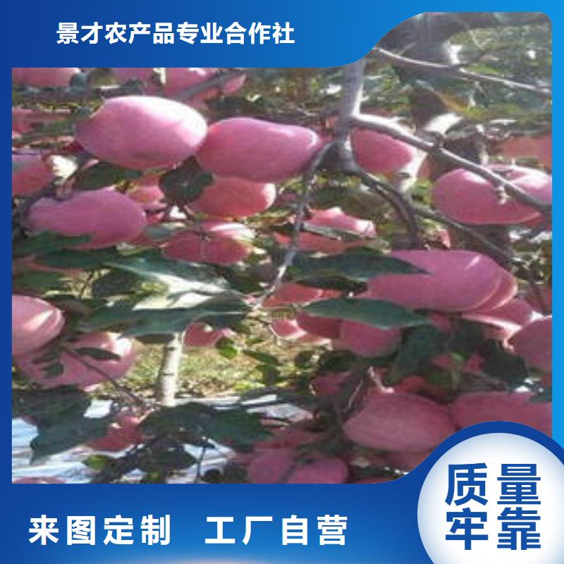 紅富士蘋果-蘋果種植基地質(zhì)優(yōu)價(jià)保