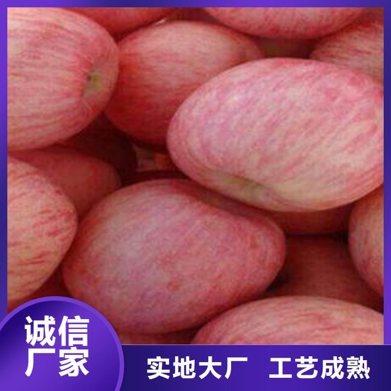 紅富士蘋果廠家直發(fā)