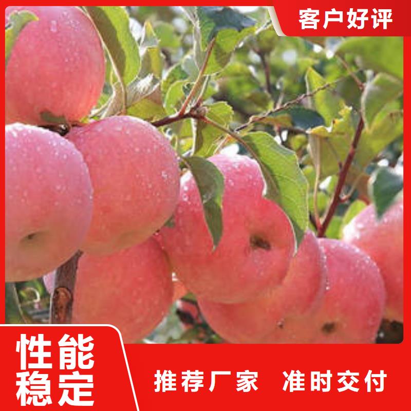 红富士苹果苹果批发保质保量