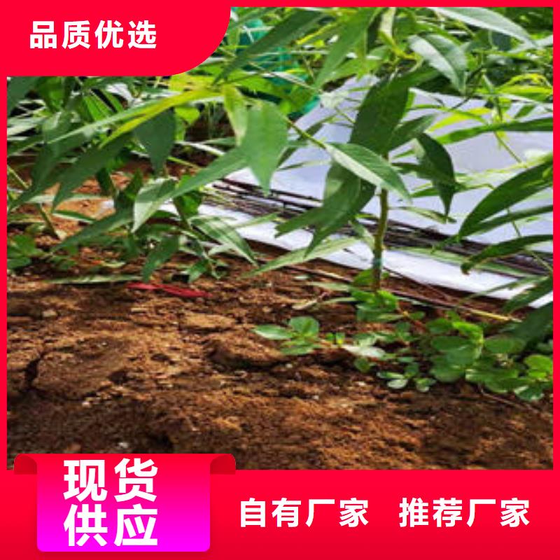 桃樹苗,板栗苗快速發(fā)貨