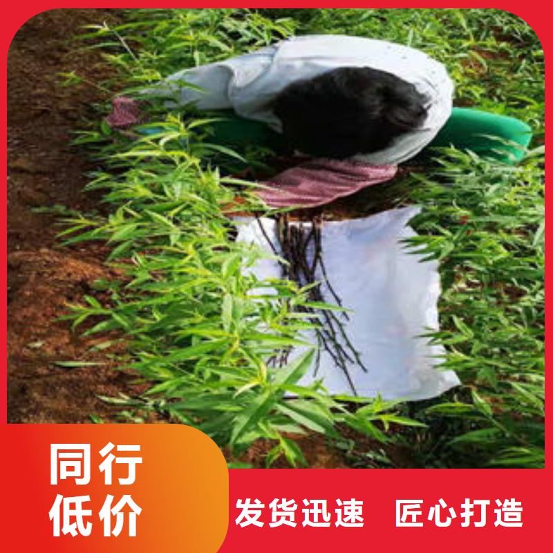【桃樹苗李子苗質檢合格出廠】