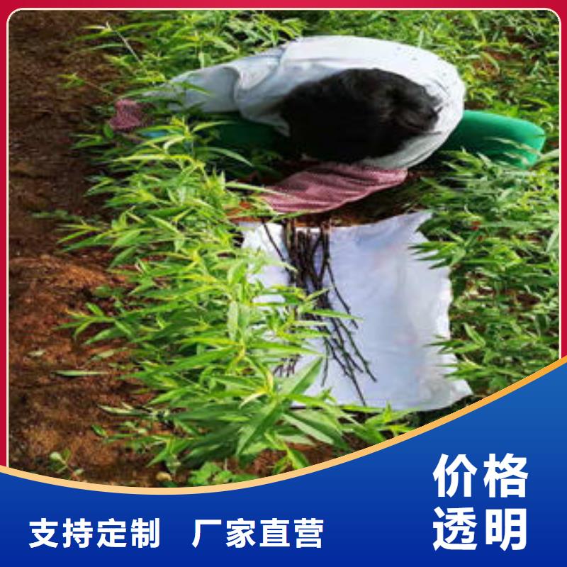 桃樹苗花椒苗選擇我們選擇放心