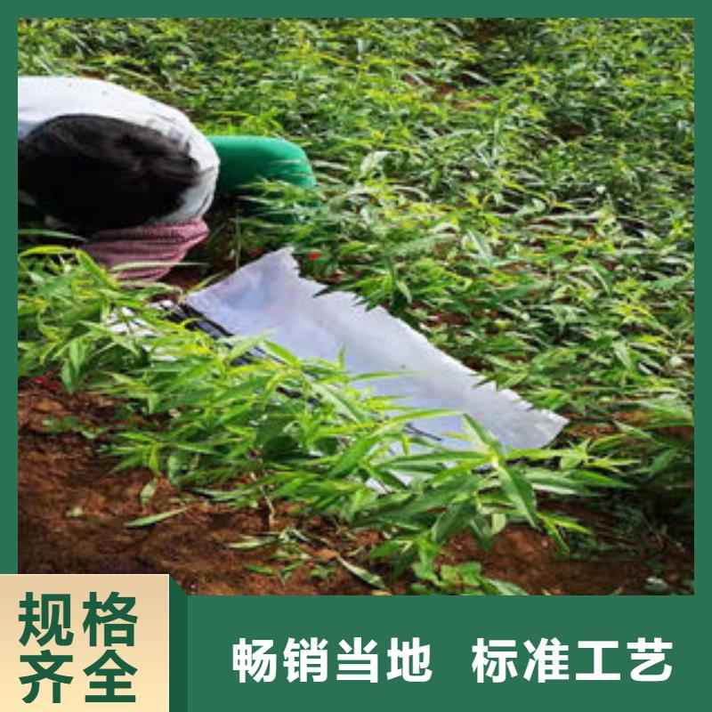 桃樹苗板栗苗來電咨詢