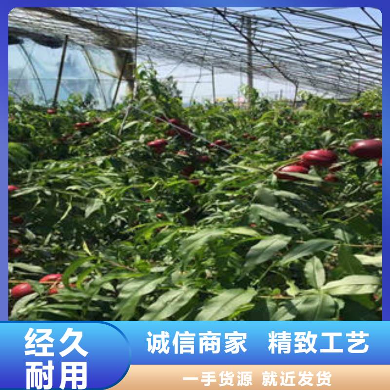桃樹苗梨樹苗工藝精細質保長久
