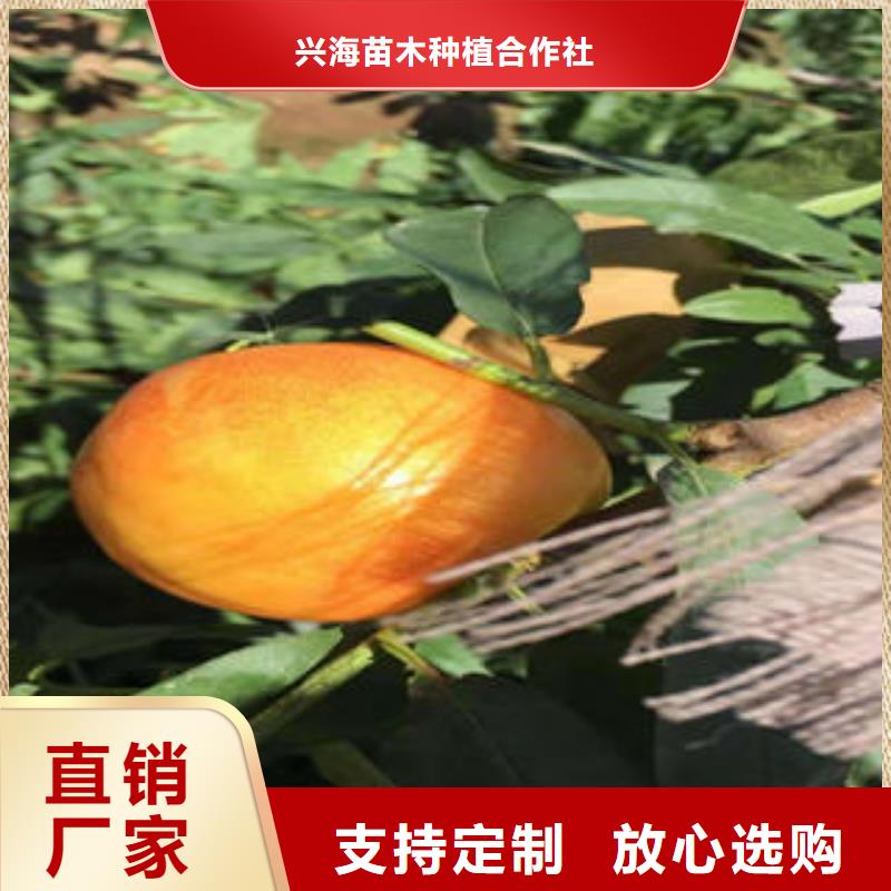 桃树苗_花椒苗用心做品质