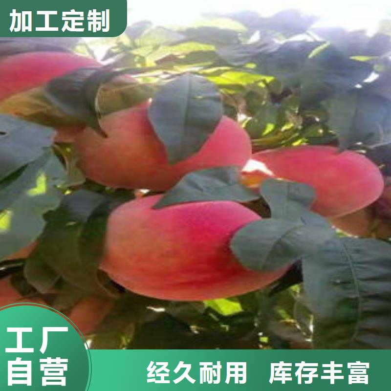 桃樹苗_藍莓苗一站式服務