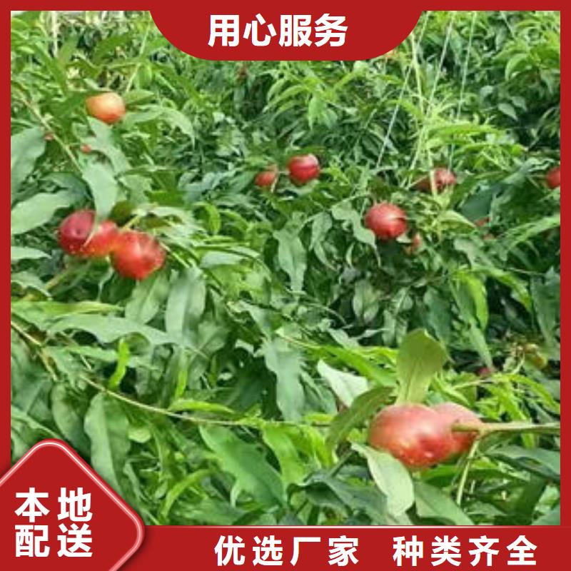 桃树苗_花椒苗用心做品质