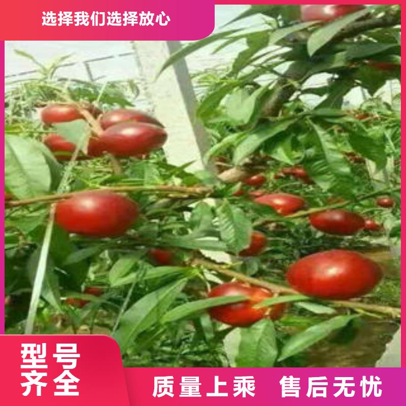 桃樹苗核桃苗專業的生產廠家