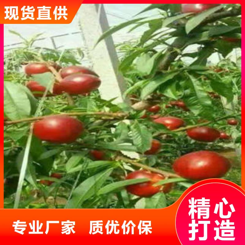 桃樹苗板栗苗專心專注專業