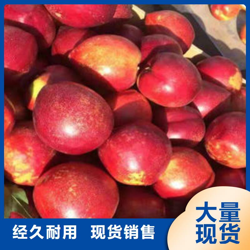 【桃樹苗花椒苗品質保證】
