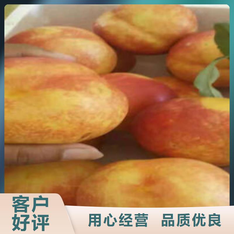 桃樹苗_藍(lán)莓苗一站式服務(wù)
