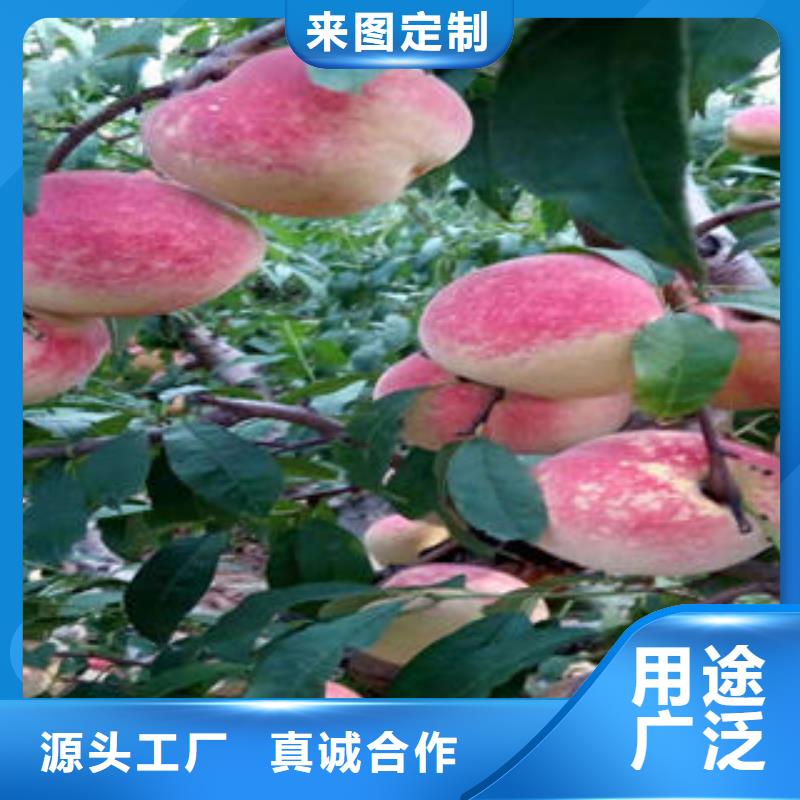 桃樹苗-梨樹苗訂制批發(fā)