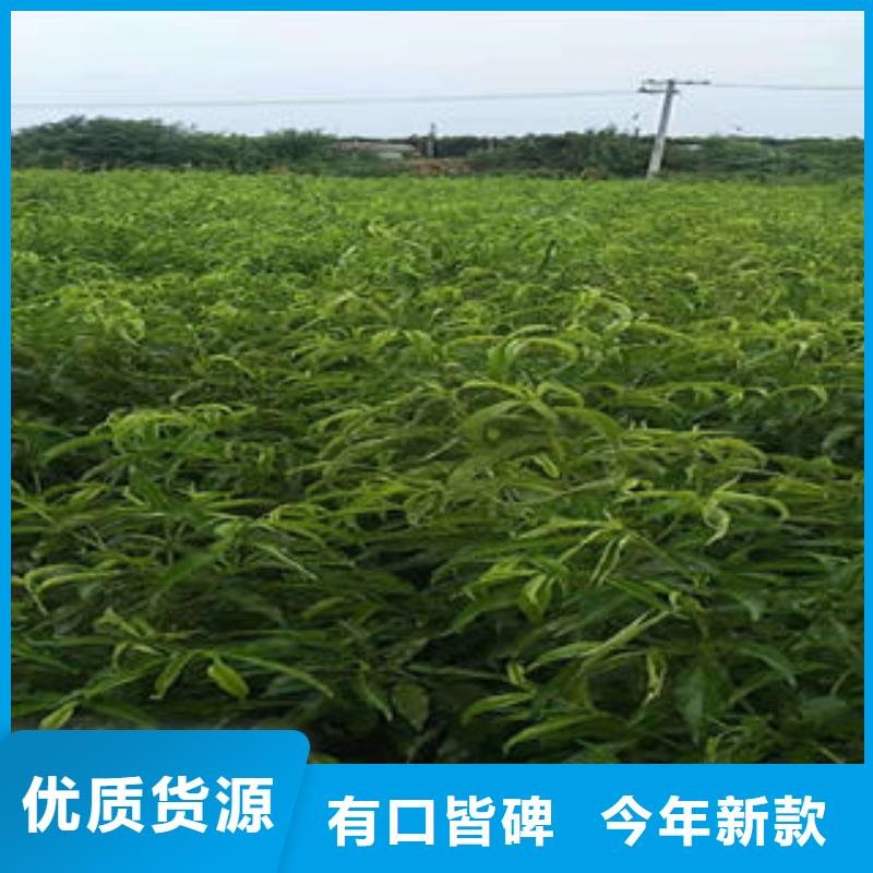 桃樹苗,板栗苗快速發貨
