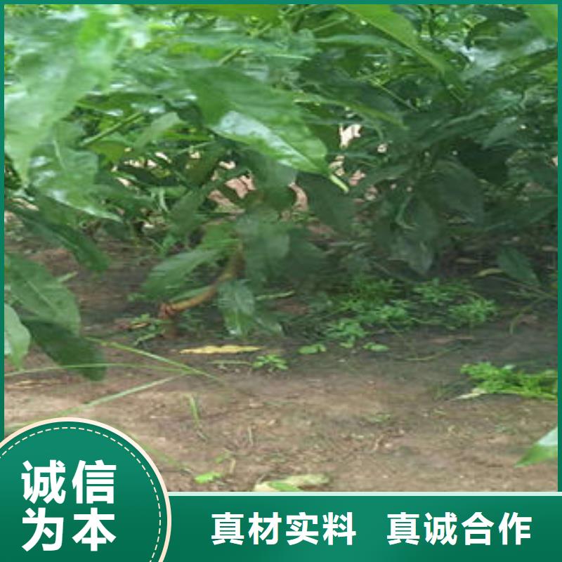 【桃樹苗花椒苗品質保證】