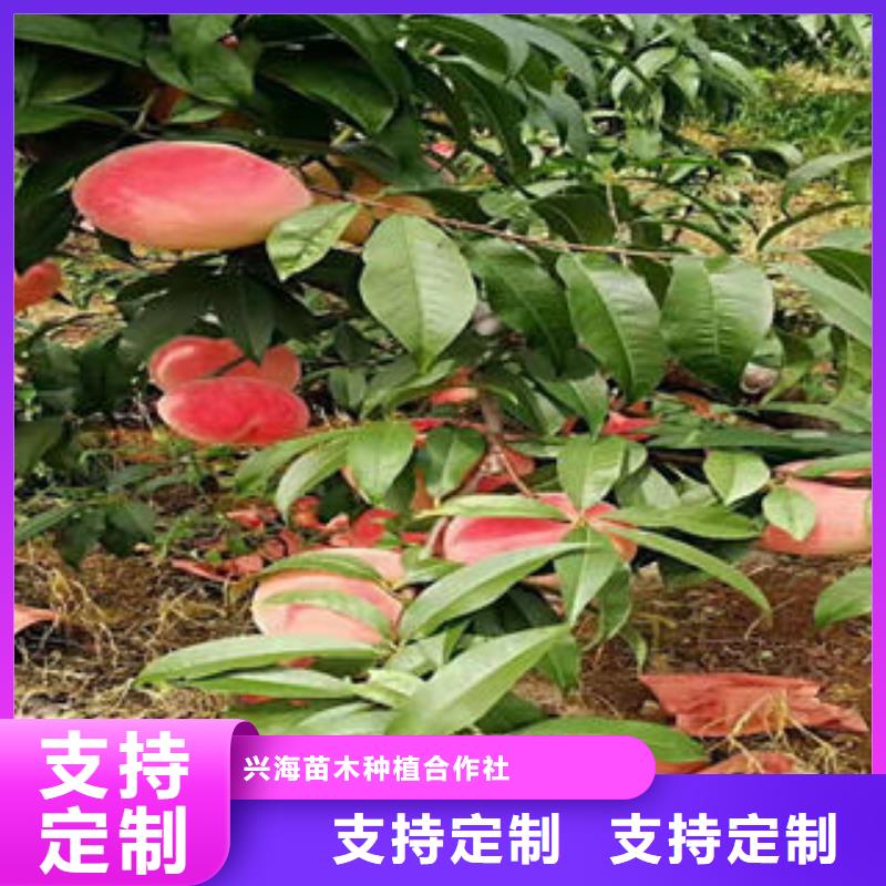 桃樹(shù)苗梨樹(shù)苗工藝精細(xì)質(zhì)保長(zhǎng)久