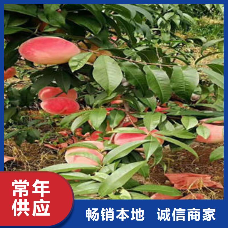 桃樹苗板栗苗來電咨詢