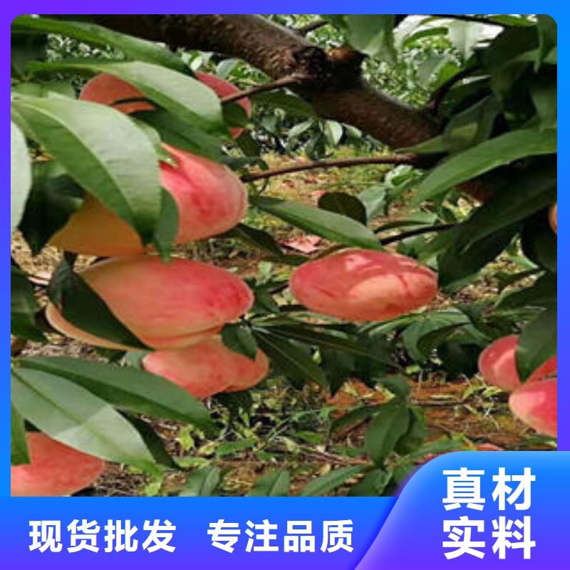 桃树苗,【花椒苗】批发商