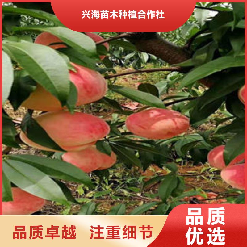 桃樹苗梨樹苗多年實力廠家