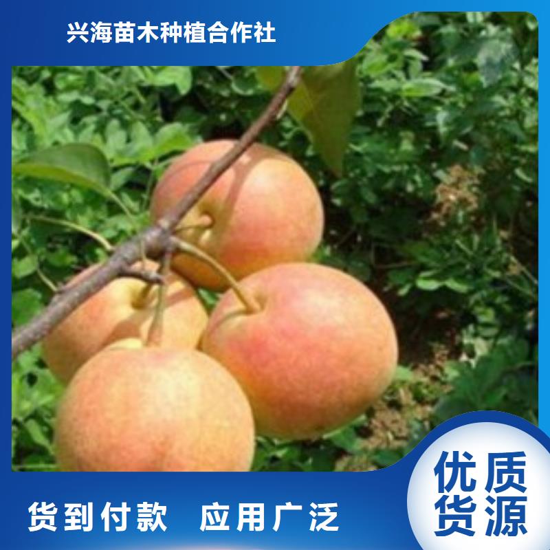 梨樹苗山楂苗廠家擁有先進的設(shè)備