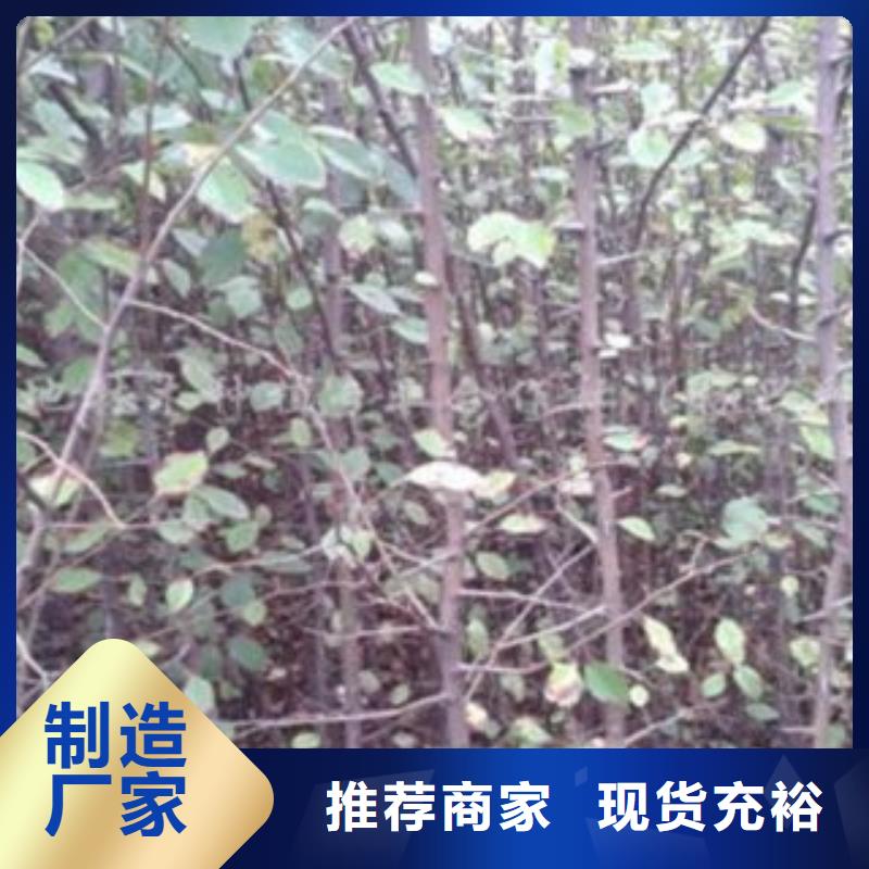 梨樹苗藍莓苗使用方法