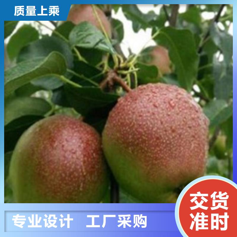 【梨樹苗專注品質】