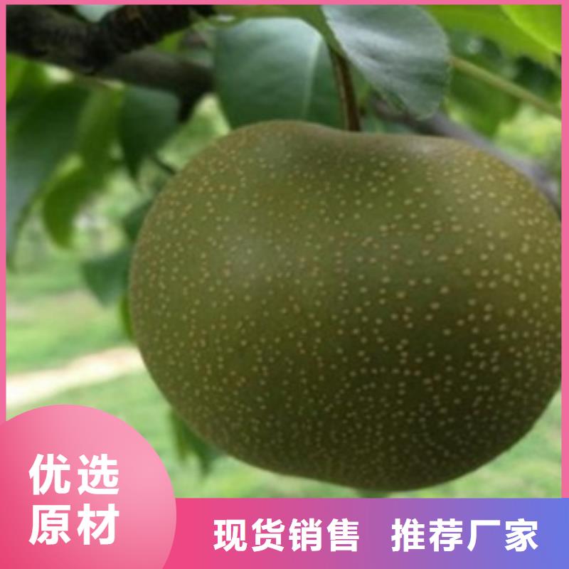 梨樹苗_板栗苗真材實料