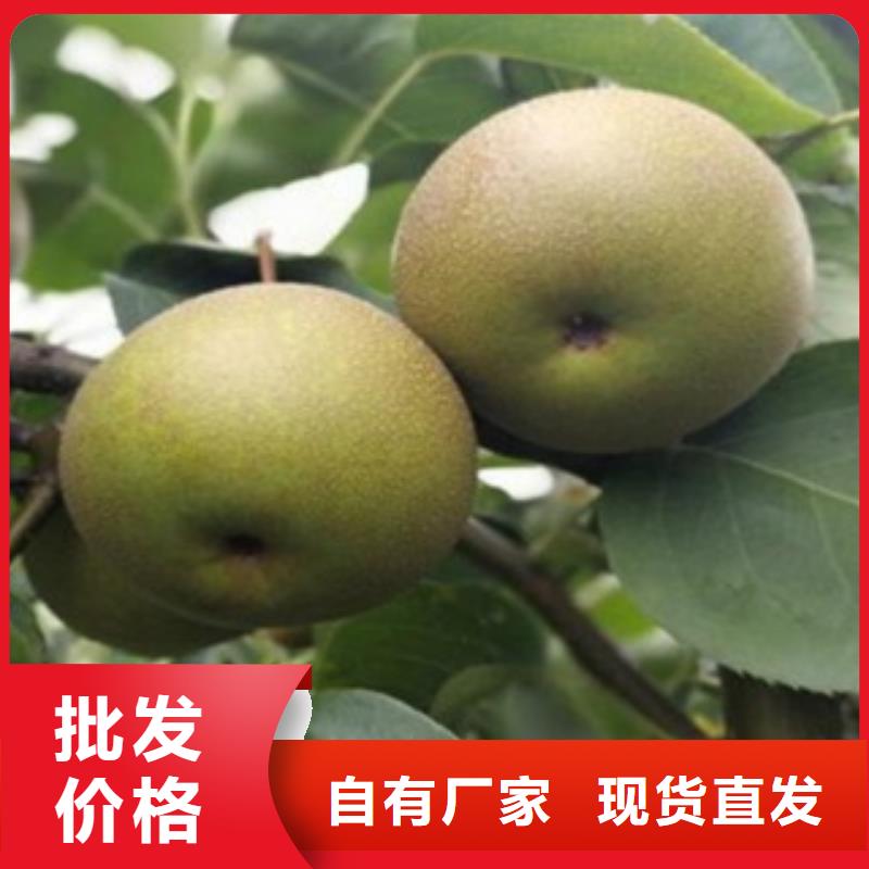 梨樹(shù)苗藍(lán)莓苗放心購(gòu)
