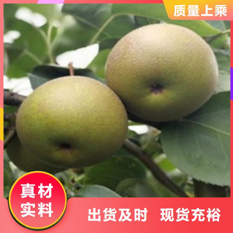 梨樹苗-花椒苗定制批發