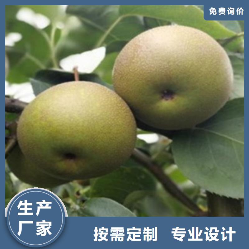 梨樹苗【李子苗】真實拍攝品質可靠