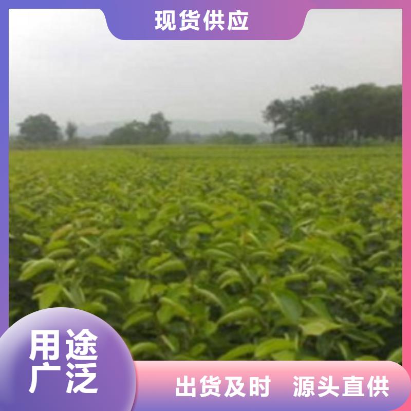 梨樹苗板栗苗廠家直營