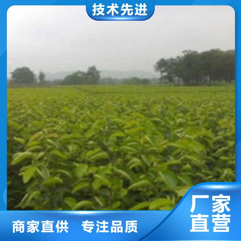 【梨樹苗專注品質】