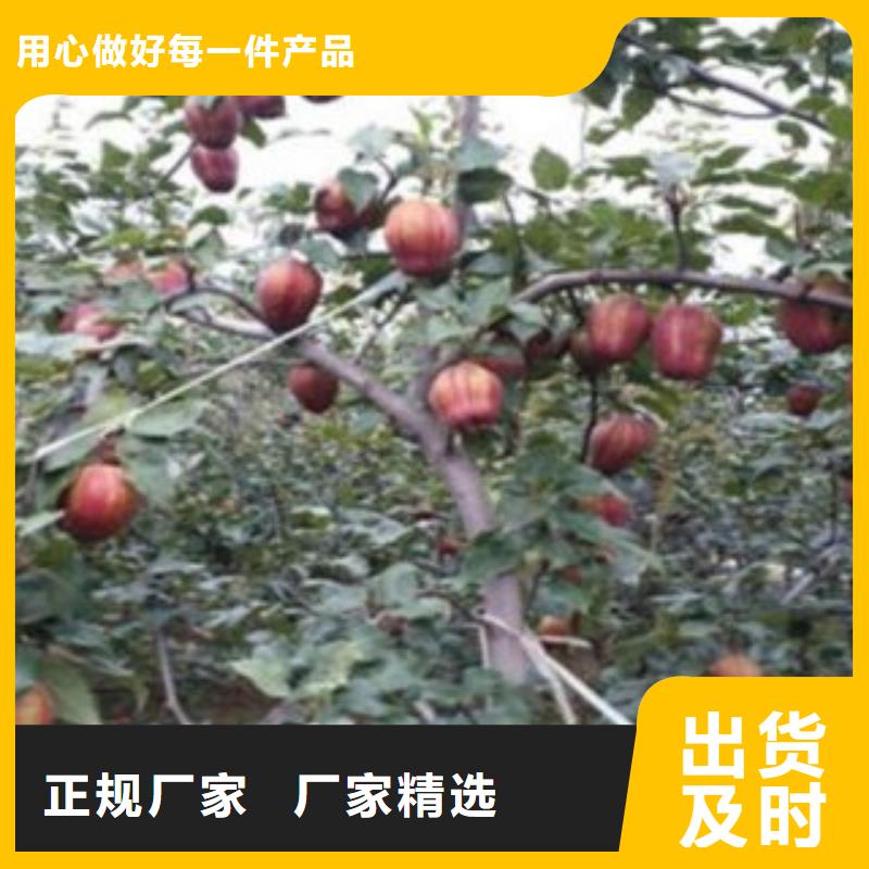 梨樹苗核桃苗質(zhì)量無憂