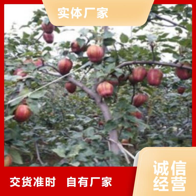 梨樹苗拒絕偽劣產(chǎn)品