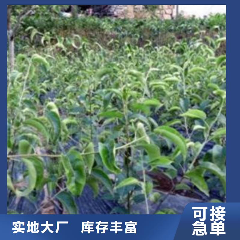梨樹苗【桃樹苗】快速物流發(fā)貨