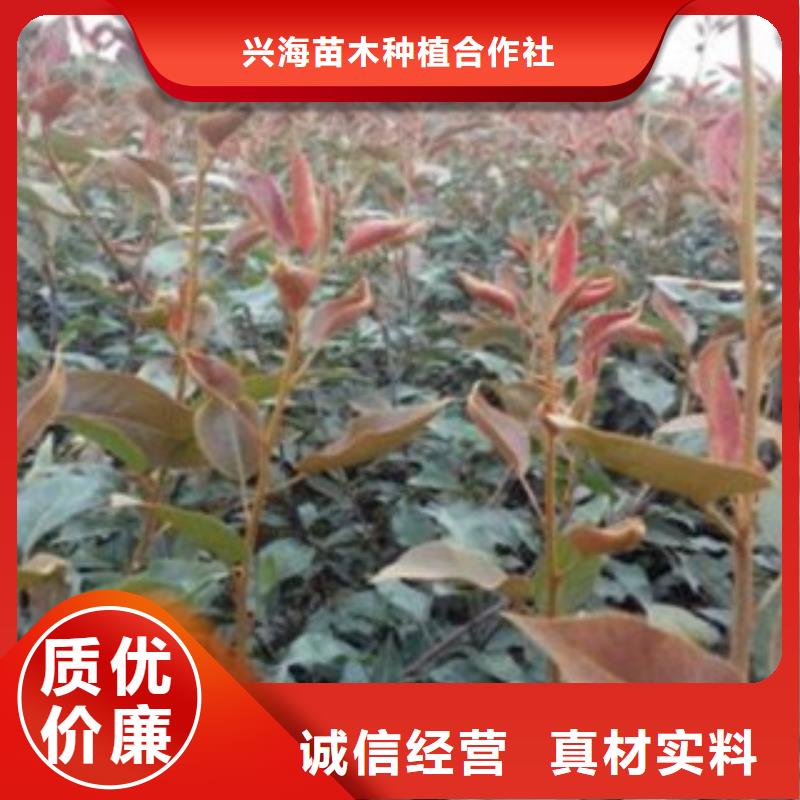 梨樹苗藍莓苗廠家自營