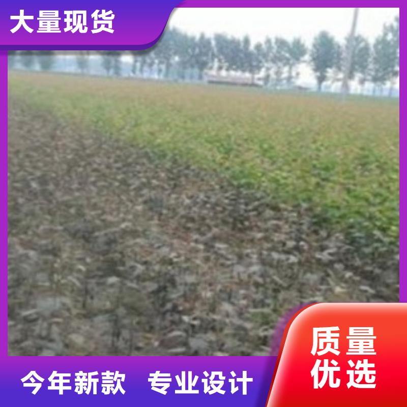 梨樹苗花椒苗來圖來樣定制