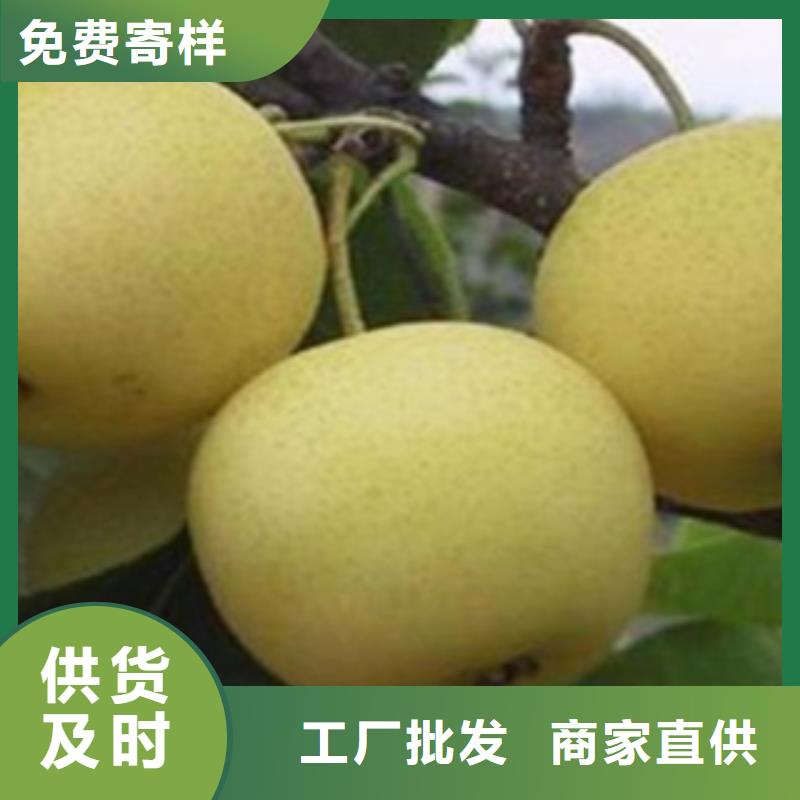 梨樹苗藍莓苗廠家貨源穩(wěn)定