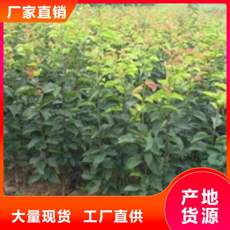 梨树苗蓝莓苗工艺精细质保长久