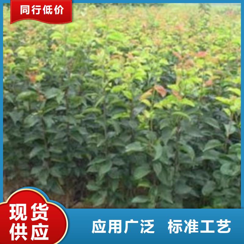 梨樹苗_板栗苗真材實料