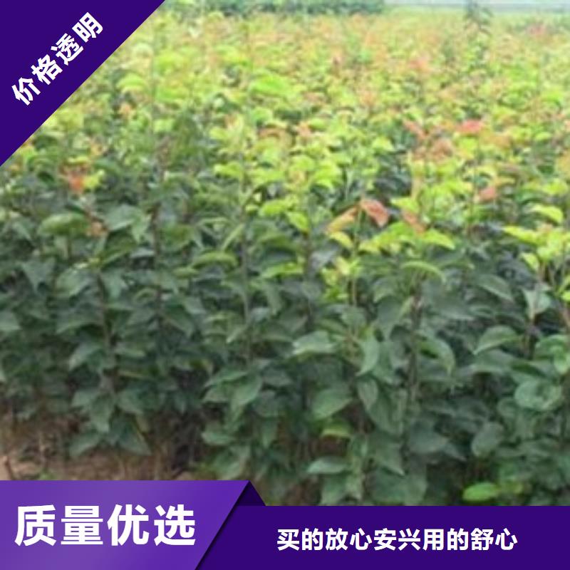 梨樹(shù)苗藍(lán)莓苗放心購(gòu)