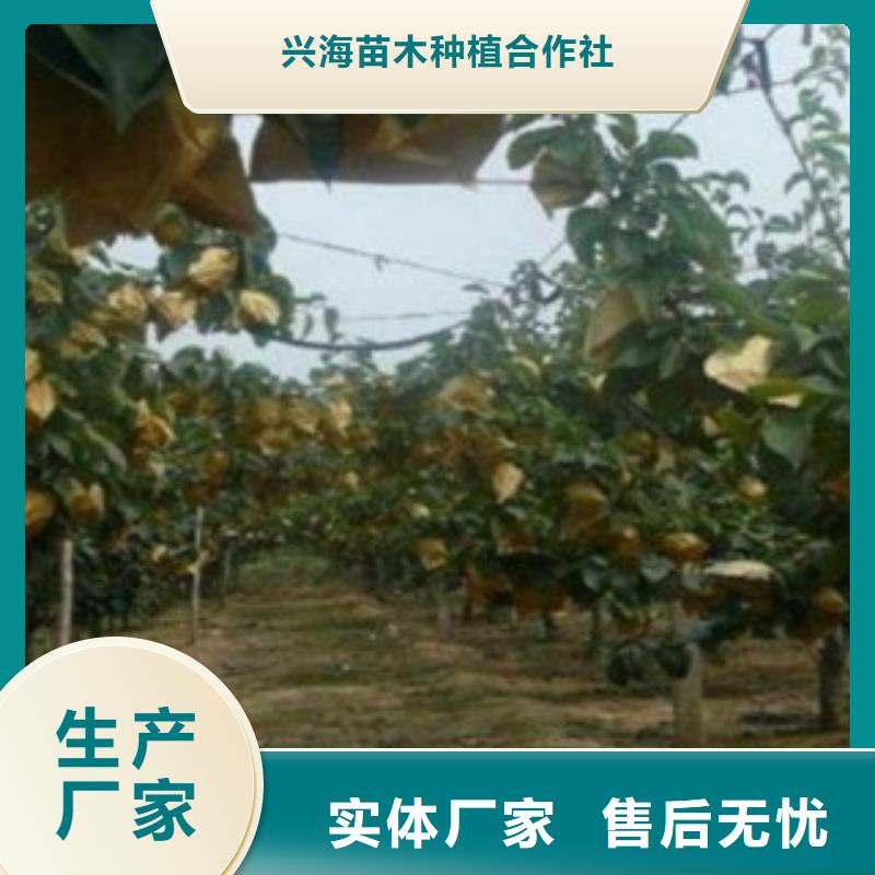 梨樹苗核桃苗質(zhì)量無憂