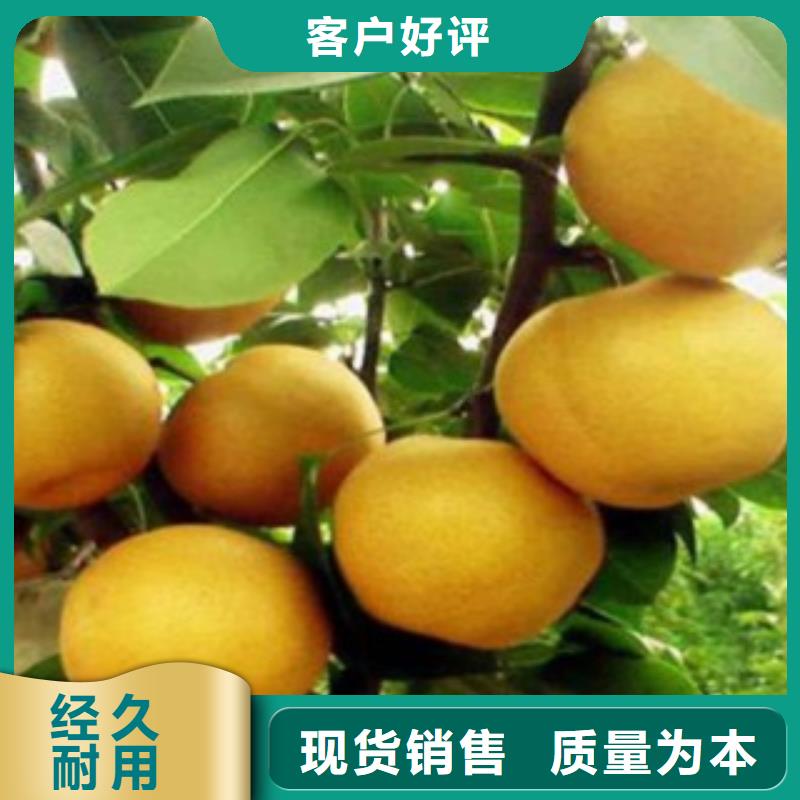 梨樹苗板栗苗廠家直營