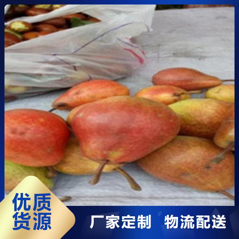 梨樹苗藍莓苗廠家自營