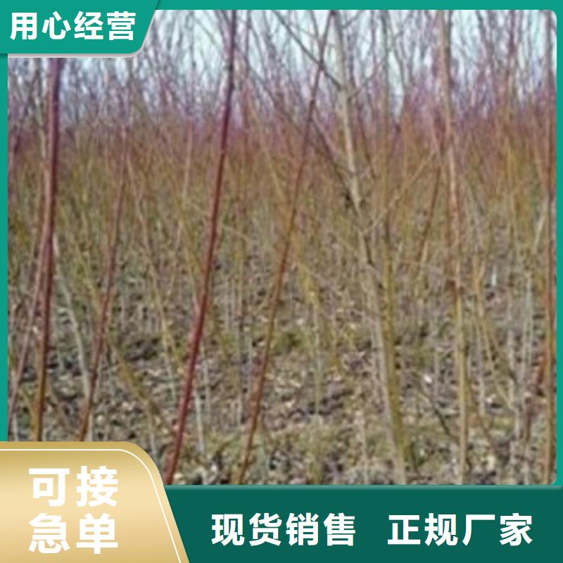 梨樹苗原料層層篩選