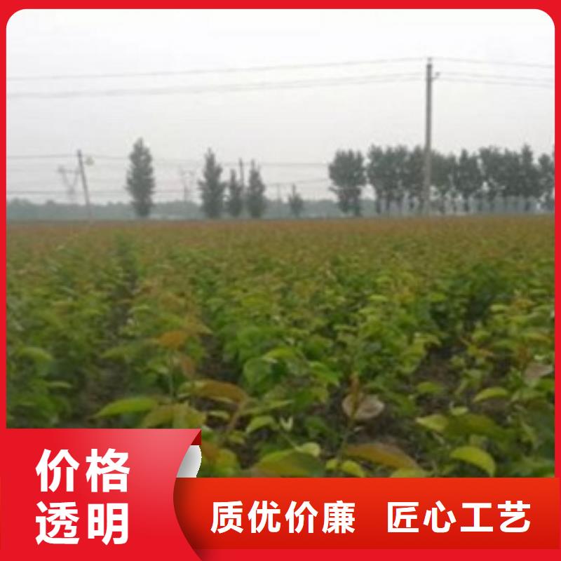 梨樹苗核桃苗質(zhì)量無憂