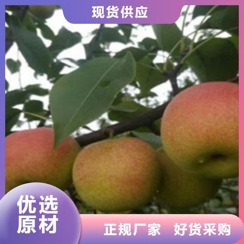 梨树苗_苹果苗源头实体厂商