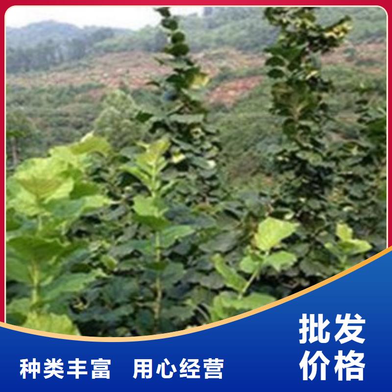 梨树苗_苹果苗源头实体厂商