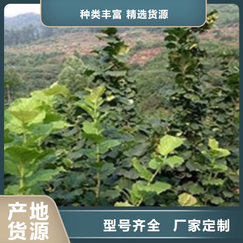 梨樹苗_蘋果苗源頭實體廠商